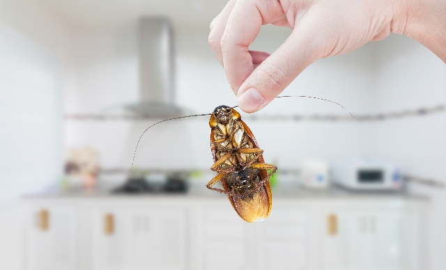 Tips Usir Serangga dalam Rumah dengan Bahan-bahan yang Ada di Dapur