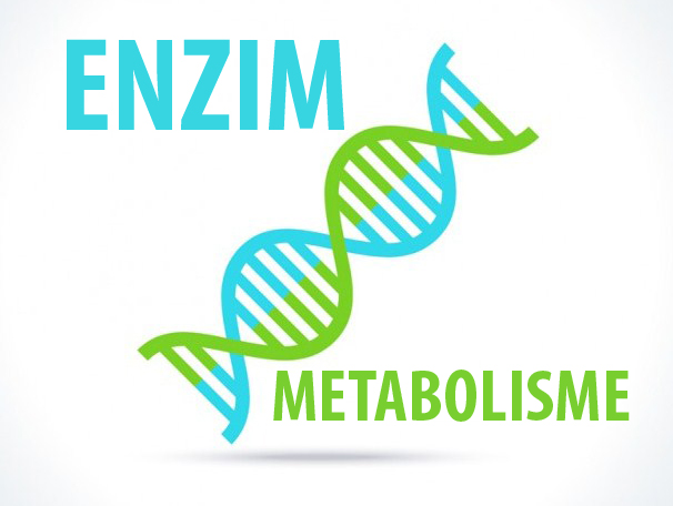 Peran Enzim dalam metabolisme
