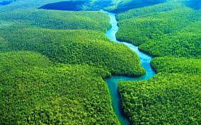 Karakteristik Hutan Amazon Hingga Fakta Uniknya
