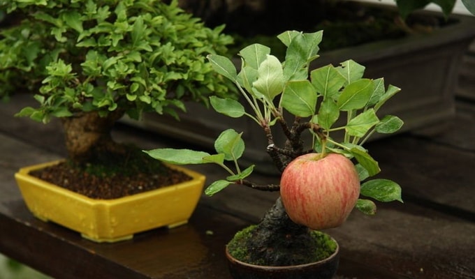 Jarang Diketahui, 4 Tanaman Ini Bisa Dijadikan Bonsai