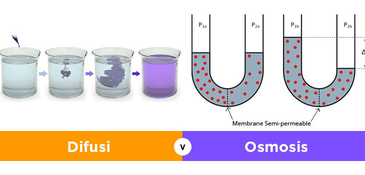 Perbedaan Difusi, Osmosis, dan Transport Aktif