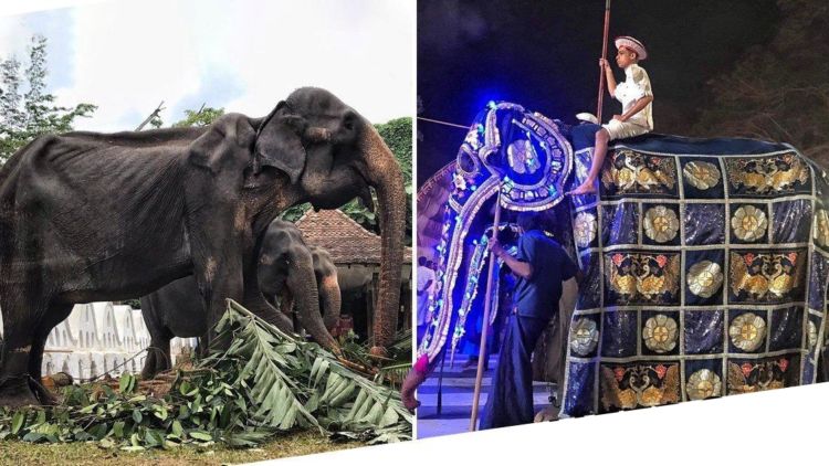 Potret Pilu Gajah Kurus di Sri Lanka, Harus Bekerja Siang Malam & Jalan Jauh dengan Kaki Dirantai