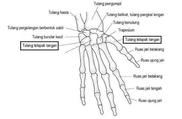 Fungsi Tulang Pergelangan Tangan (LENGKAP dengan Gambar dan Penjelasannya)