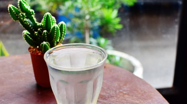 Bukan Cuma Jadi Tanaman Hias, Ini 5 Manfaat Tumbuhan Kaktus untuk Kesehatan