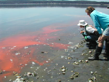 Dampak Red Tide Bagi Biota Laut