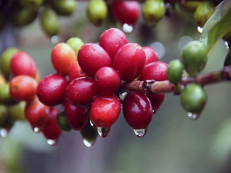 Lebih Dekat Tentang Buah Kopi Dan Cara Pengolahannya