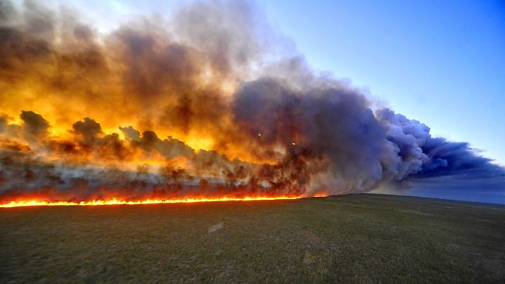 5 Penyebab Kebakaran Hutan Amazon Serta Dampaknya