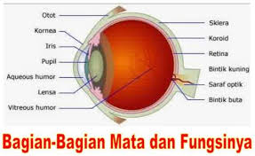 Bagian mata yang mengatur jumlah cahaya yang masuk kedalam mata adalah