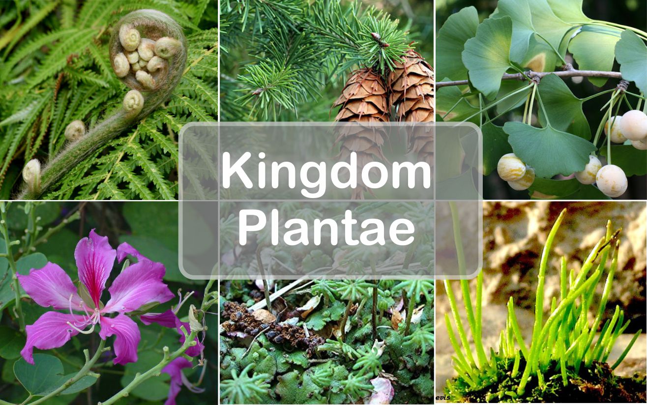 Karakteristik Kingdom Plantae, Ciri-ciri dan Pembahasannya