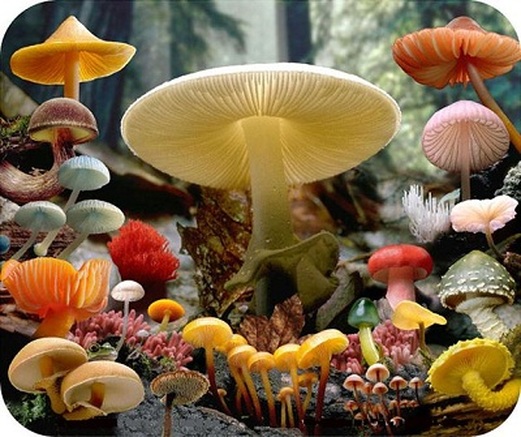 Karakteristik Kingdom Fungi, Ciri-ciri dan Klasifikasinya