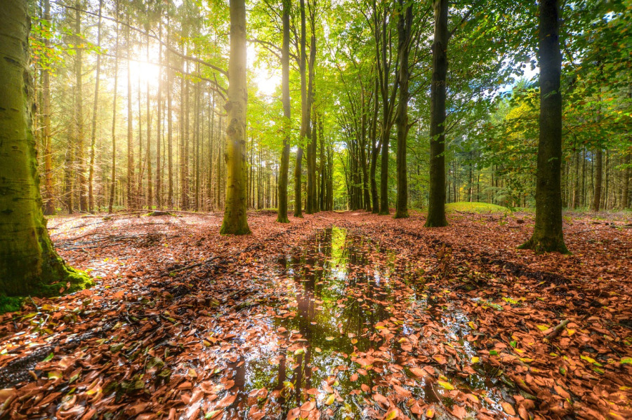 11 Manfaat Hutan untuk Manusia (LENGKAP)