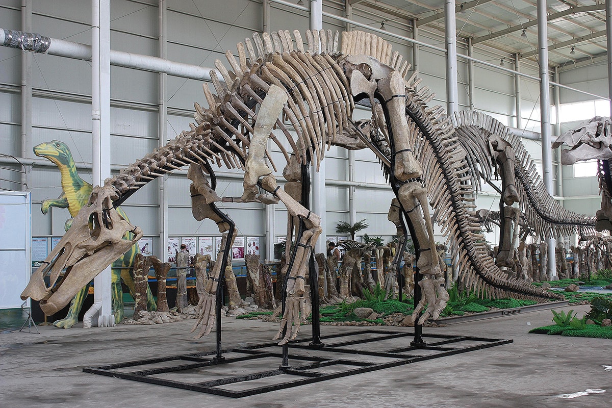 Kenapa di Indonesia Tidak Ditemukan Fosil Dinosaurus?