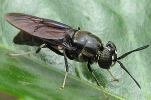 Lalat Tentara Hitam, Prajurit Bersayap Pengolah Sampah Organik