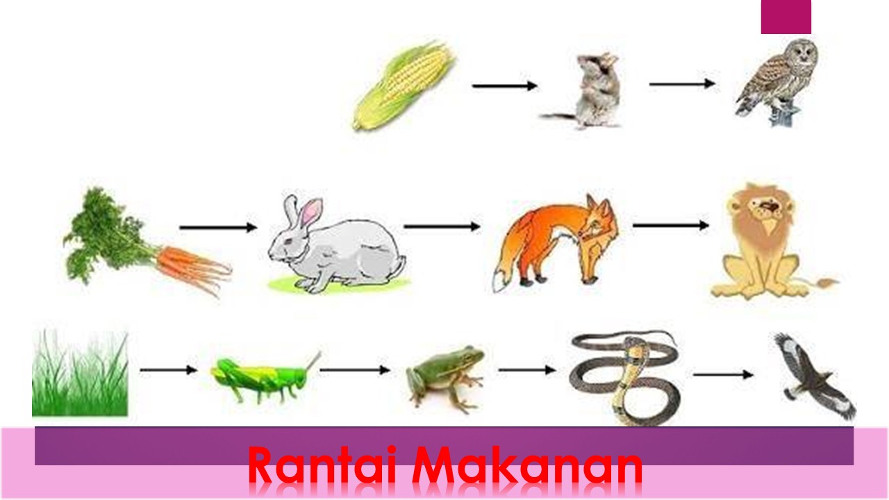 Пищевая цепочка в природе животных