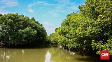 Wisata Edukasi di Kawasan Mangrove Karangsong