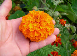 7 Manfaat Si Cantik Bunga Marigold yang Harus Kamu Ketahui