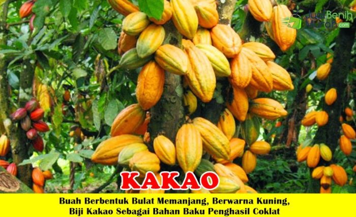 Sejarah Singkat Tanaman Kakao (Coklat) di Indonesia
