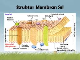 Pengertian Membran Sel : Fungsi, Struktur, Gambar dan Sistem Transpor Pada Membran Sel