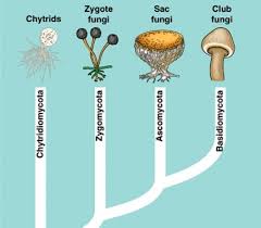 Klasifikasi Jamur: Zygomycota, Ascomycota, Basidiomycota, dan Deuteromycota