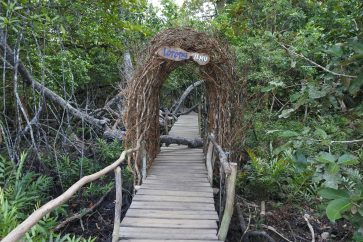 Lahan Bekas Tambang di Belitung Menjadi Kawasan Wisata Mangrove