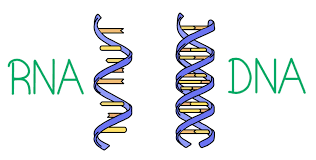 Perbedaan DNA dan RNA Beserta Pengertian dan Fungsinya (+Tabel)