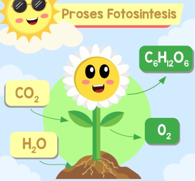 Fotosintesis : Reaksi, Contoh, Fungsi dan Faktor yang Mempengaruhi