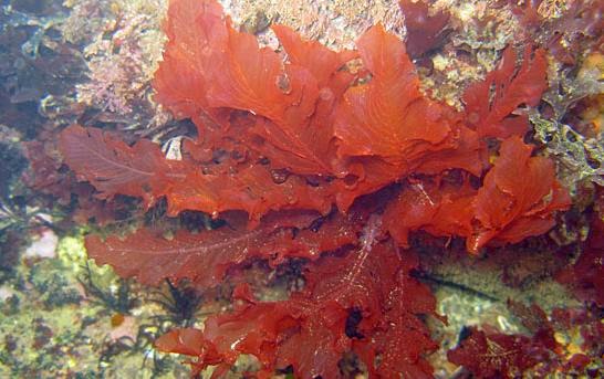 Rhodophyta tampak berwarna merah karena pada alga tersebut terkandung pigmen