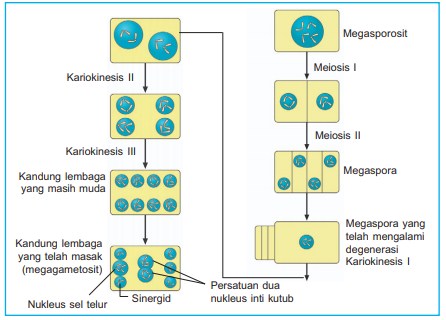 Proses Pembentukan Pada Tumbuhan Berbiji : Mikrosporogenesis dan Makrosporogenesis