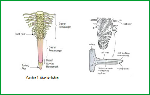 Mineral perkembangan organ jaringan bulu merupakan menyerap dan untuk dari akar bulu merupakan air yang berfungsi akar Modul Struktur