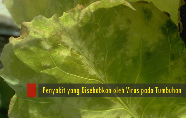 6 Penyakit Yang Disebabkan Oleh Virus Pada Tumbuhan
