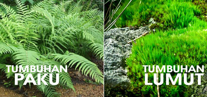 Perbedaan antara tumbuhan lumut dengan paku adalah tumbuhan lumut tidak memiliki