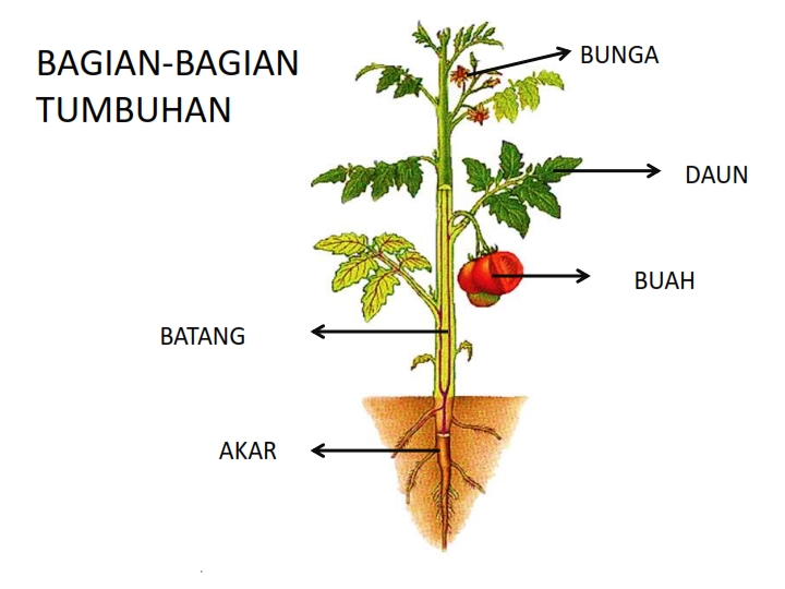 Sebutkan fungsi umum dari organ akar batang dan daun pada tumbuhan