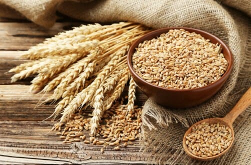 Salah satu alasan gandum direkomendasikan sebagai makanan pokok adalah karena kandungan