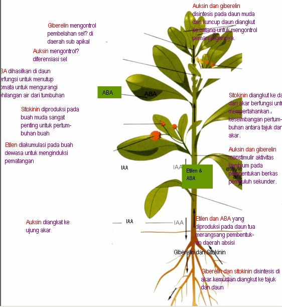 Pengertian Hormon Tumbuhan  Beserta Macam dan Fungsinya