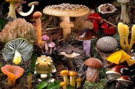 Fungi : Pengertian,Ciri – Ciri,Struktur Beserta Klasifikasinya