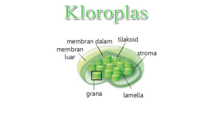 Fungsi Kloropas
