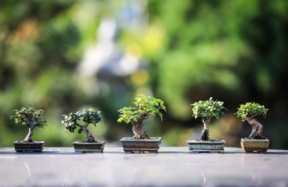 Mengenal Sejarah Bonsai, Si Kerdil yang Menawan