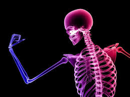 Klasifikasi dan Fungsi Tulang