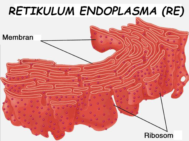 Fungsi Retikulum Endoplasma-Deskripsi, Struktur Dan Gambarnya