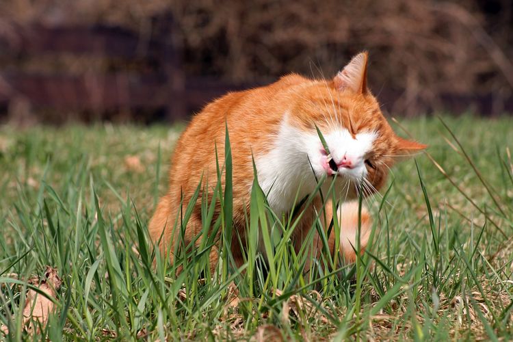 Mengapa kucing suka makan rumput? Berikut penelitiannya!