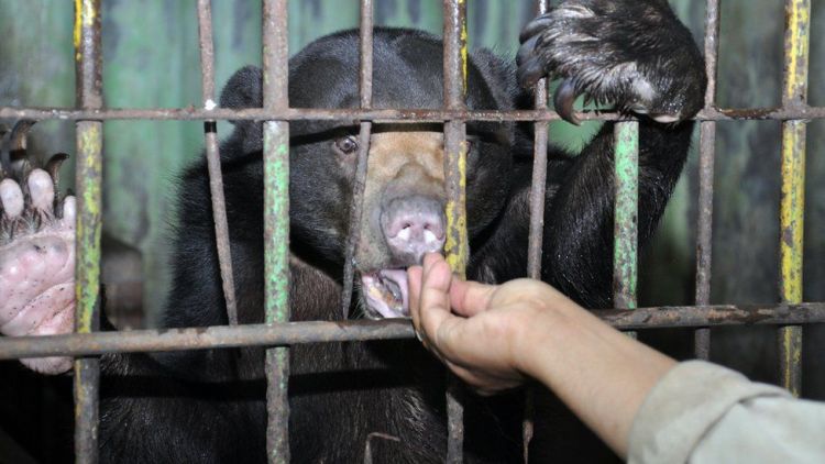 Sebanyak 70 Ribu Hewan di Kebun Binatang Indonesia Hadapi Kelaparan Massal. Nasibnya di Ujung Tanduk