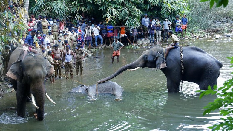 Gajah yang Tengah Hamil Ini Mati Setelah Makan Nanas Berisi Petasan. Kejam Sekali ya Manusia!