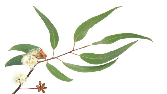 Benarkah Eucalyptus Bisa Menyembuhkan COVID-19?