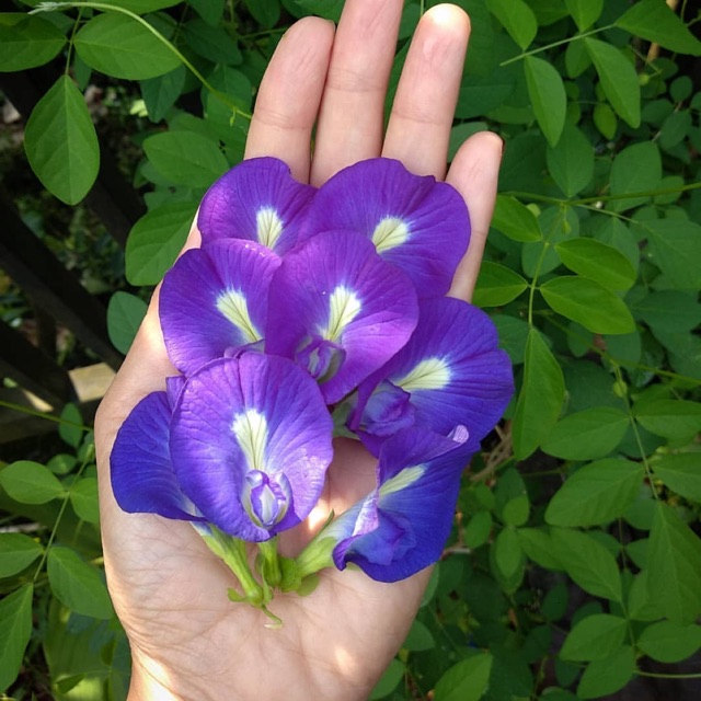 Memiliki Warna yang Cantik, Ini 10 Manfaat Bunga Telang