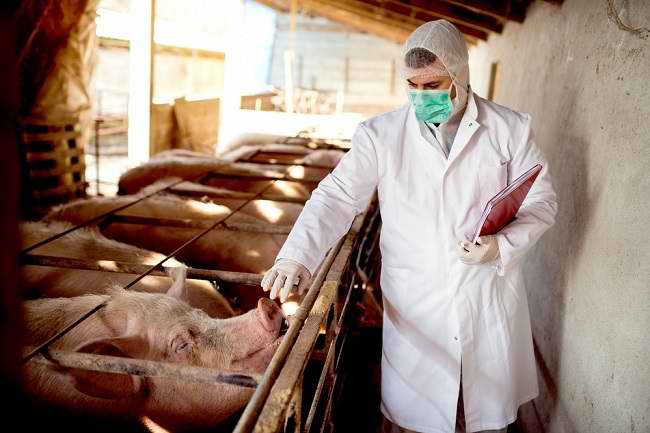 Waspada Virus G4, Virus Flu Babi Jenis Baru yang Berpotensi Menjadi Pandemi 