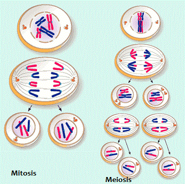 Pembelahan Sel Mitosis dan Meiosis