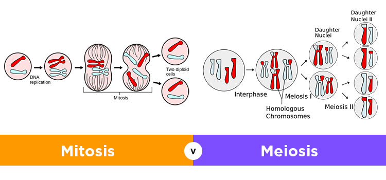 Perbedaan Pembelahan Sel Mitosis dan Meiosis