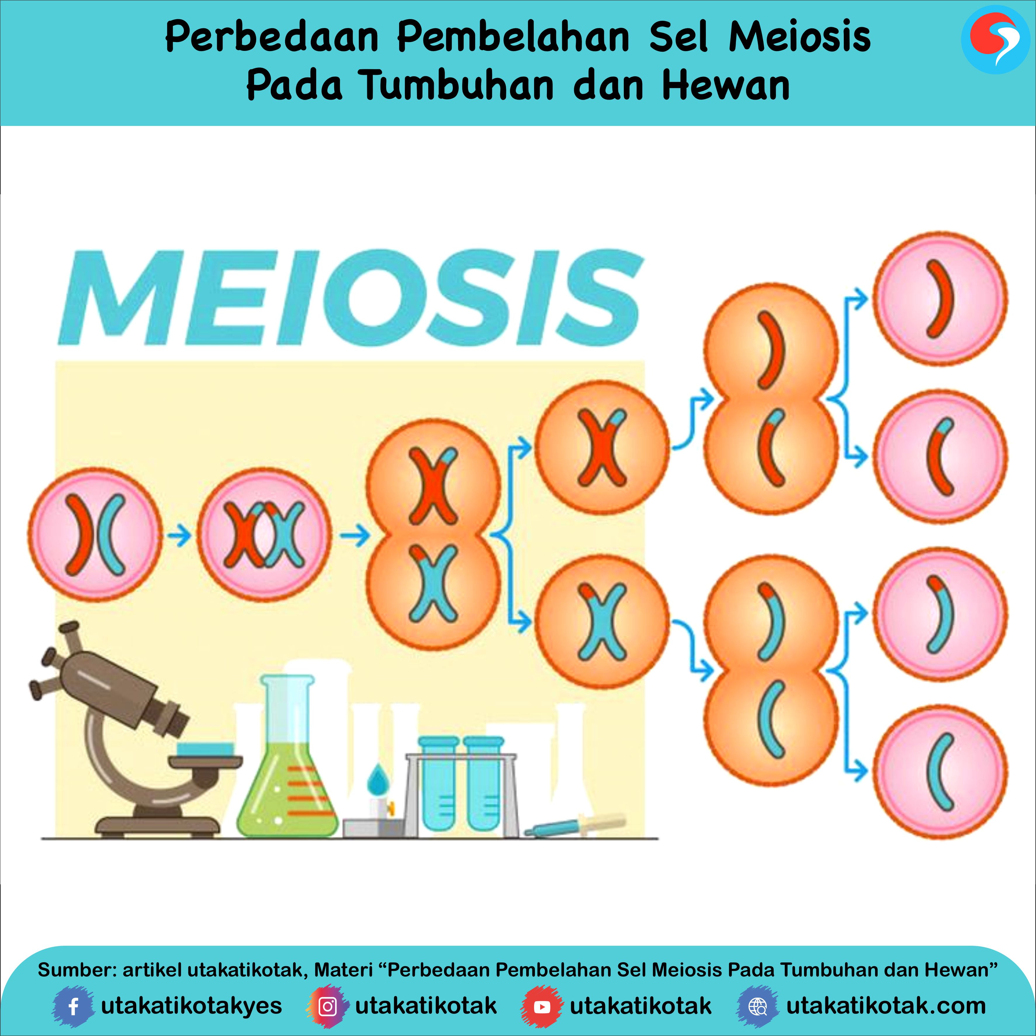 Yang ii meiosis adalah terjadi peristiwa pada profase Reproduksi Sel