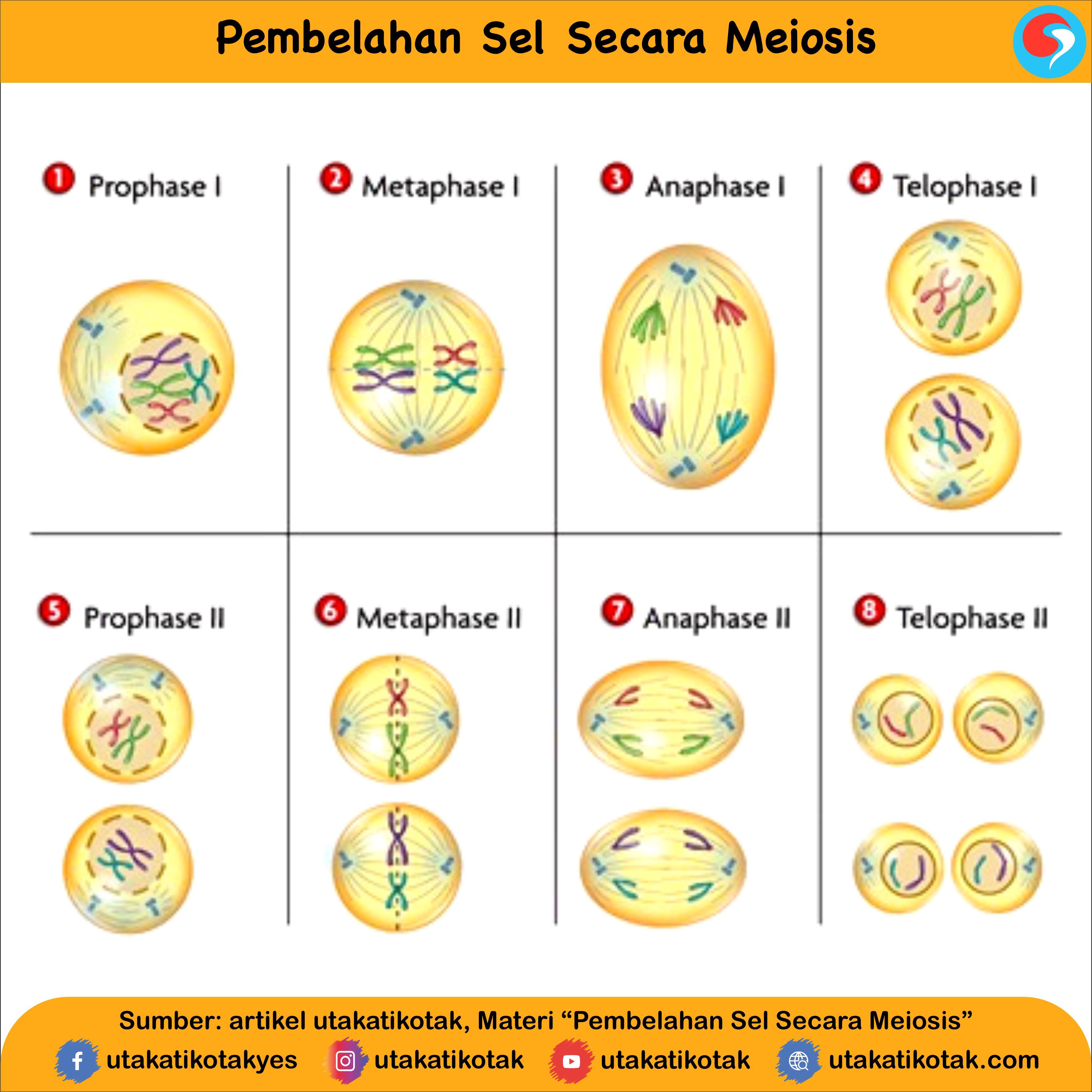 Pembelahan Sel Pembelahan Mitosis Dan Meiosisproses M Vrogue Co