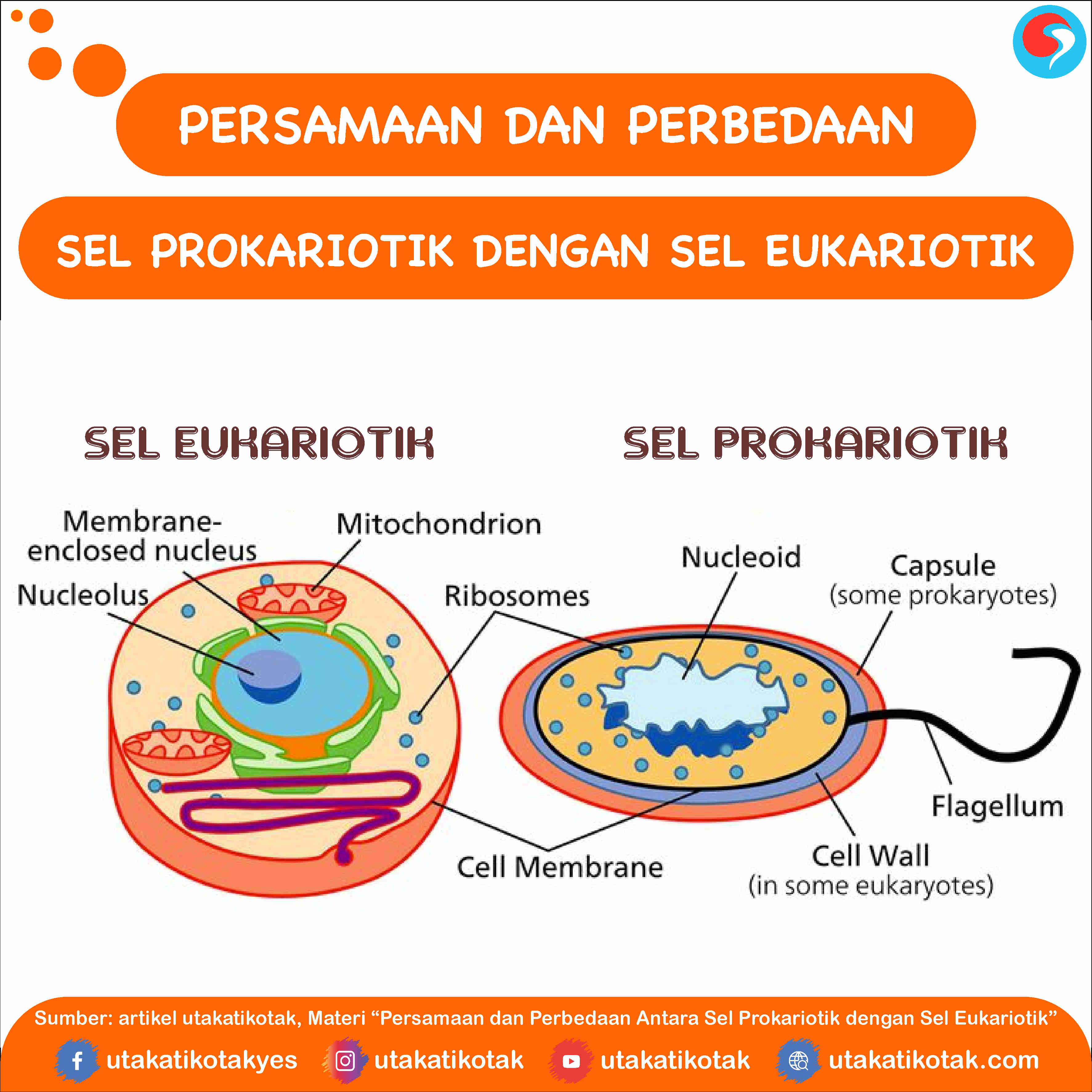 Persamaan dan Perbedaan Antara Sel Prokariotik dengan Sel Eukariotik